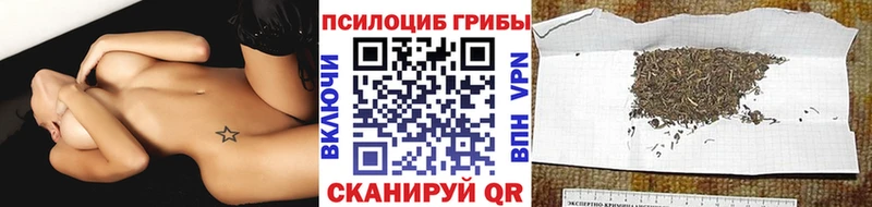 где можно купить наркотик  Нерехта  Галлюциногенные грибы Psilocybe 